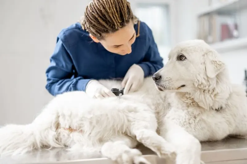 A veterinary professional with blue scrubs uses a dermatoscope to closely examine a skin lesion on a large, fluffy white dog lying on a metal exam table. A veterinary professional with blue scrubs uses a dermatoscope to closely examine a skin lesion on a large, fluffy white dog lying on a metal exam table.