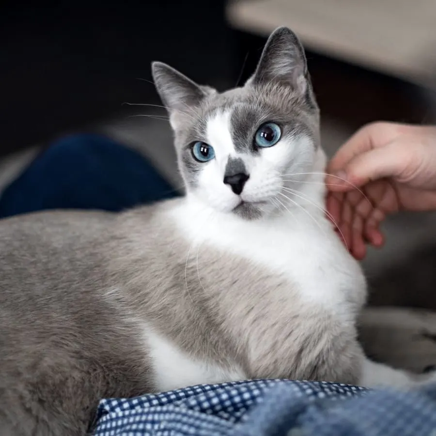 Central Valley Animal Hospital Central Valley Animal Hospital