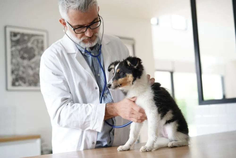 How often should I take my dog to the vet? How often should I take my dog to the vet?