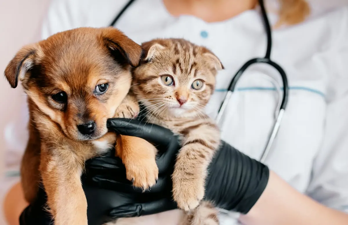 Dog & Cat Vet Checkups: Why They Matter Dog & Cat Vet Checkups: Why They Matter