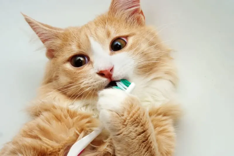 Gingivitis in Cats: Signs, Treatment and Prevention