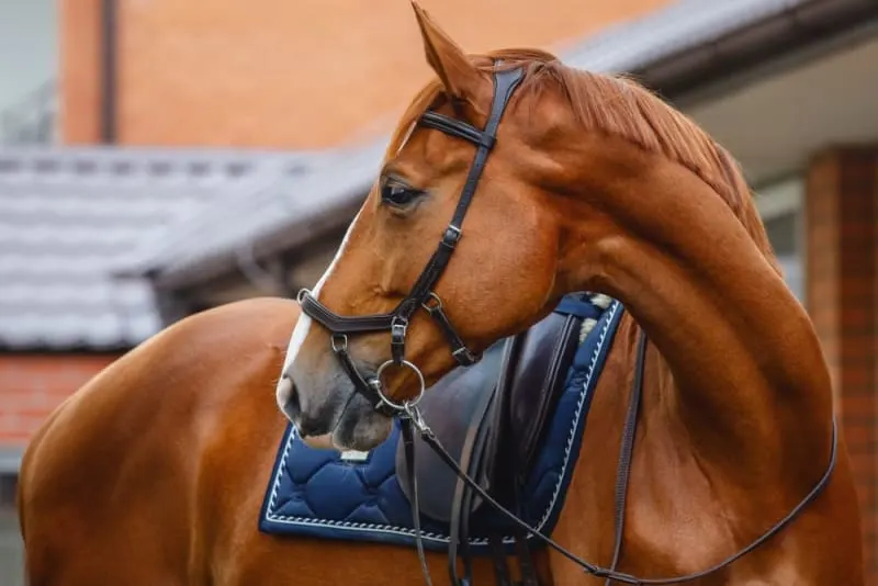 What Vaccines Does Your Horse Need