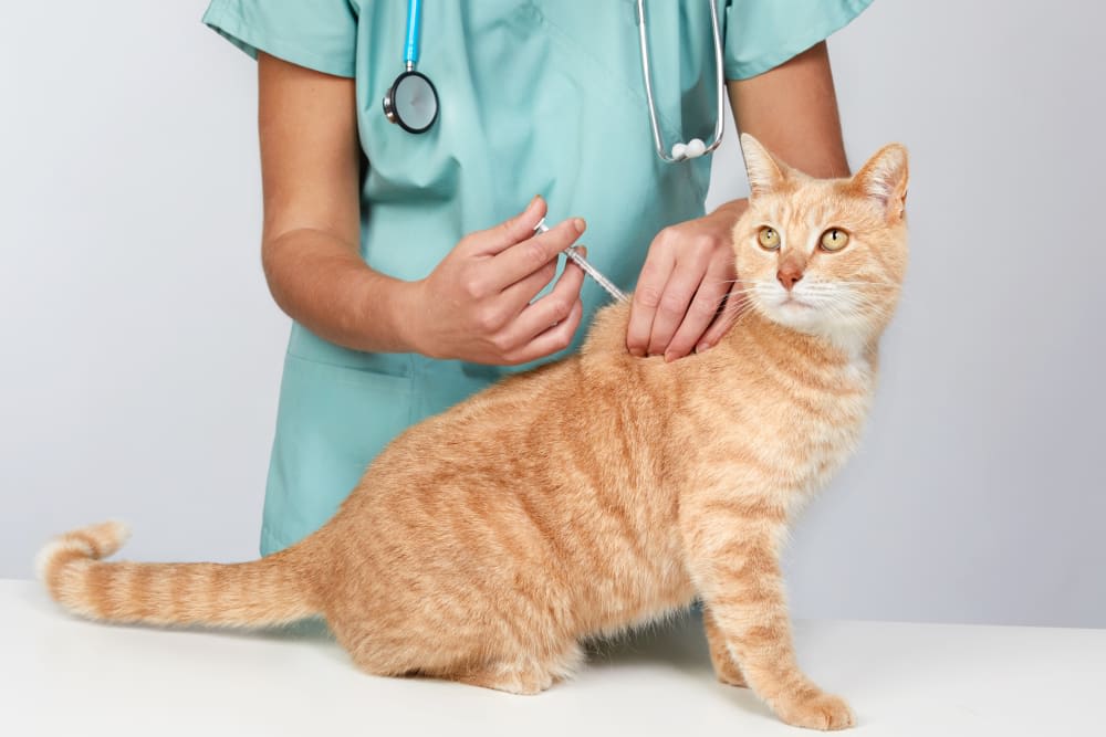 What Vaccines Does My Outdoor Cat Need?