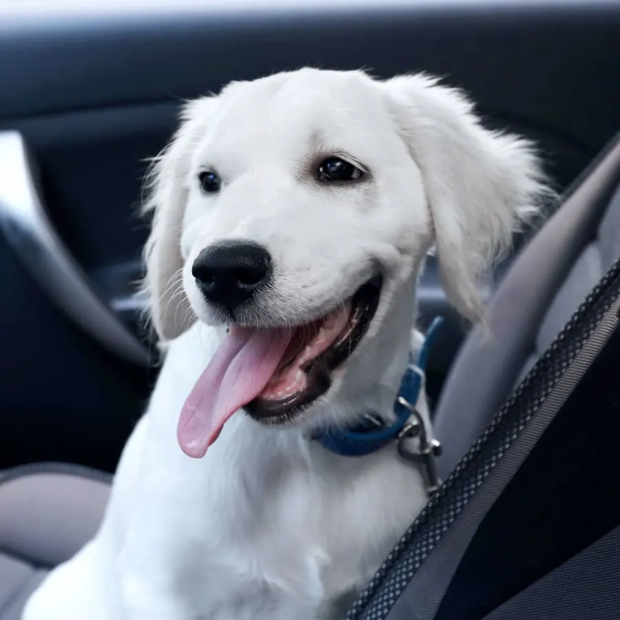 Central Valley Animal Hospital Generic Section Image Central Valley Animal Hospital Generic Section Image