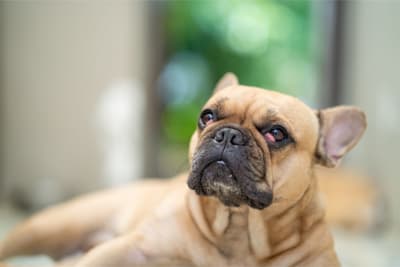 Cherry Eye in Dogs: Causes & Risk Factors