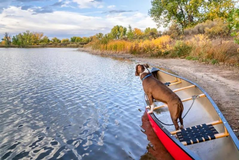 What is Giardia in Dogs?