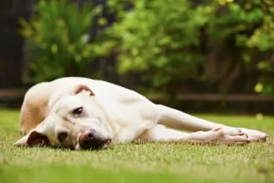 My Dog Ate Gum: Is That Dangerous?