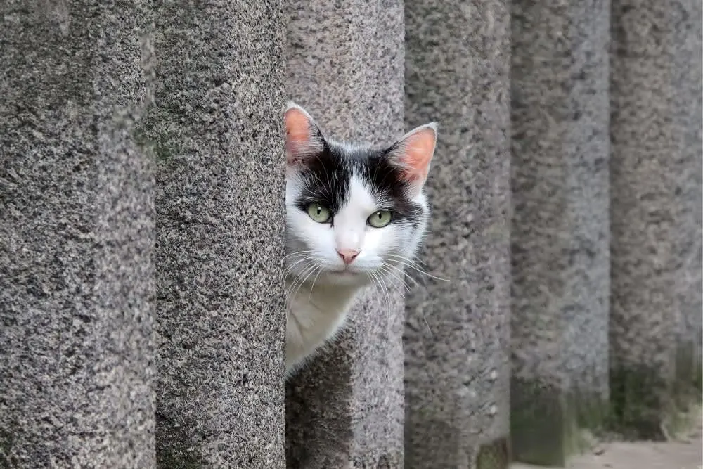 Stomatitis in Cats Stomatitis in Cats