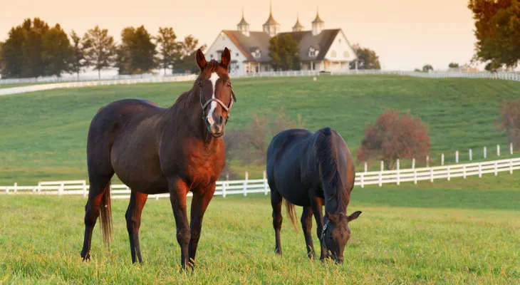 Why Turnout is Essential Your Horse Why Turnout is Essential Your Horse