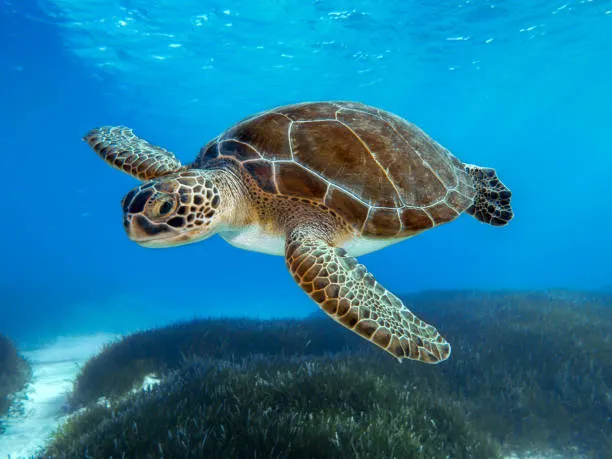 A Green Sea Turtle swimming gracefully through clear blue ocean water over a bed of seagrass.