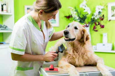 Signs Your Dog Needs Grooming