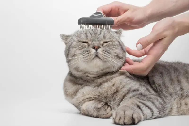 Tips For Grooming Your Senior Cat