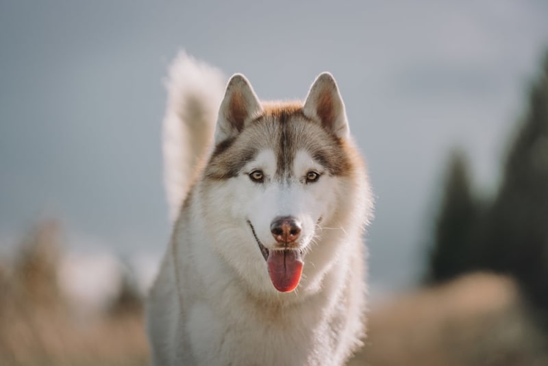 Lyme Disease in Dogs: Treatment & Cure