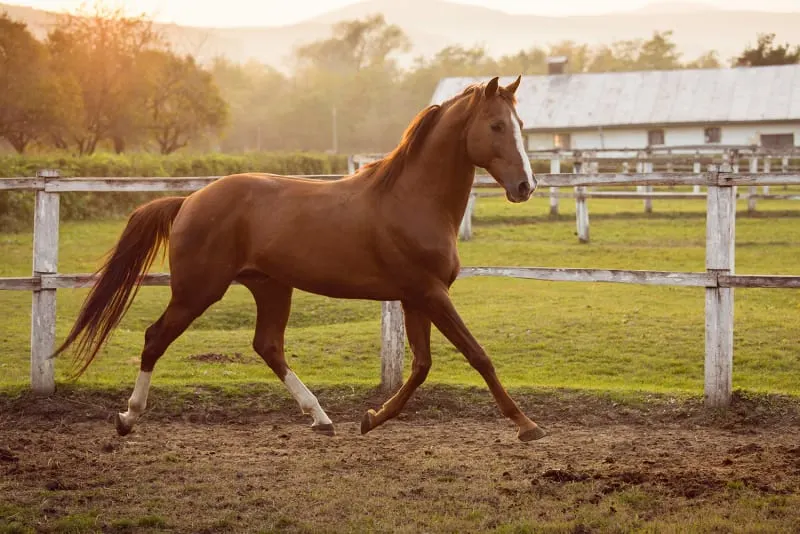 Benefits of Acupuncture for Horses