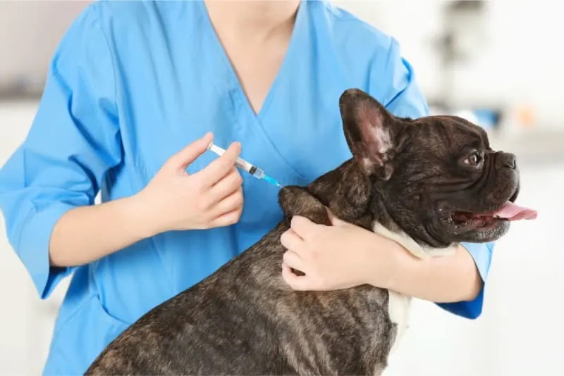 Why Preventive Care for Pets is Important