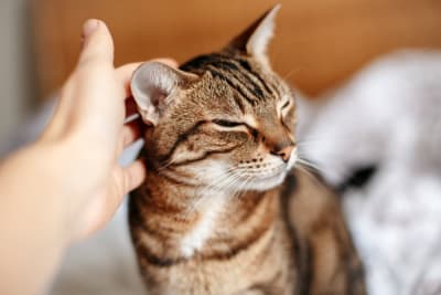 Aural Hematoma in Cats: When is Surgery Needed?