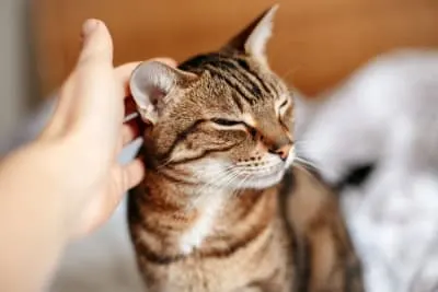 Aural Hematoma in Cats: When is Surgery Needed?