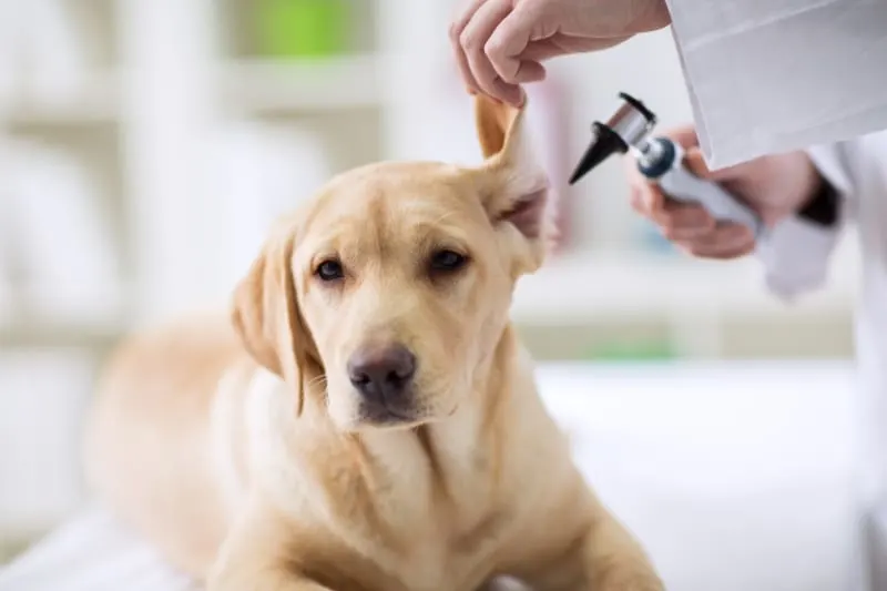 The Importance of Routine Vet Visits