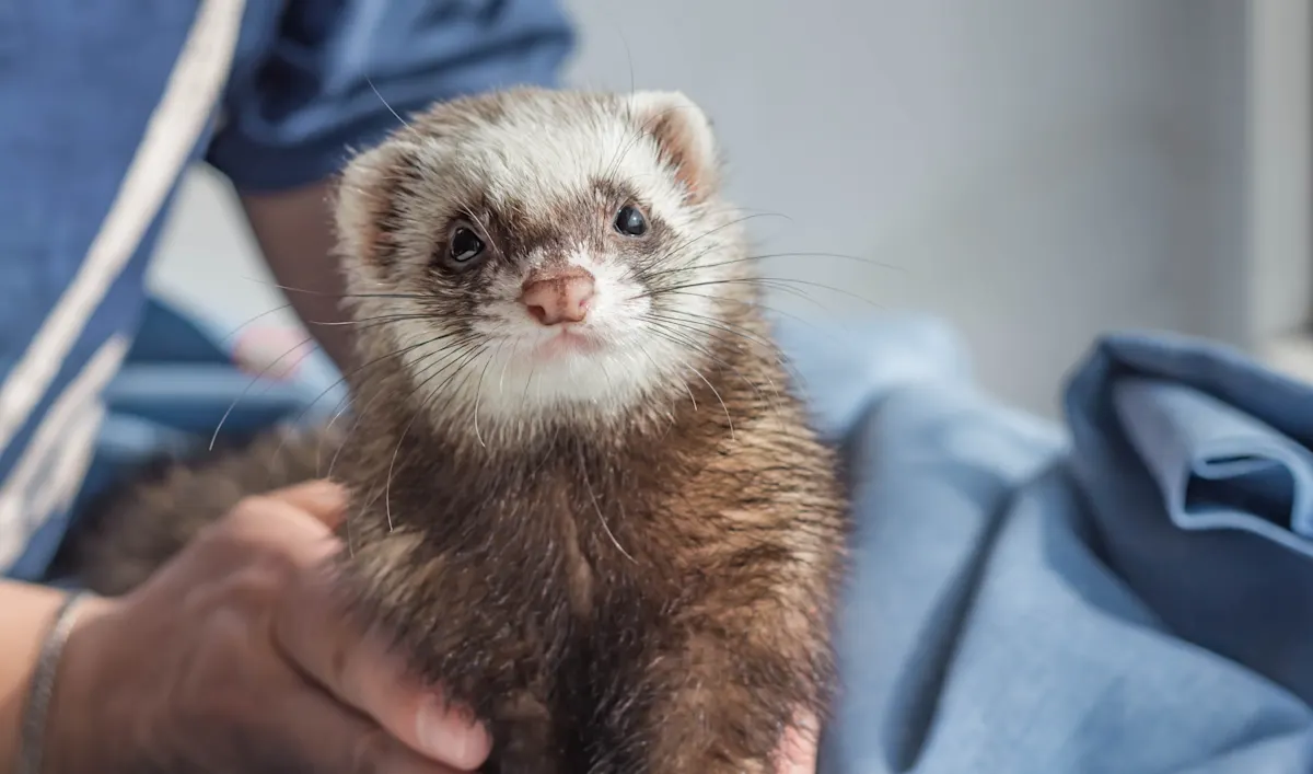 Sable ferret being held gently by a veterinary professional during a clinical wellness examination.