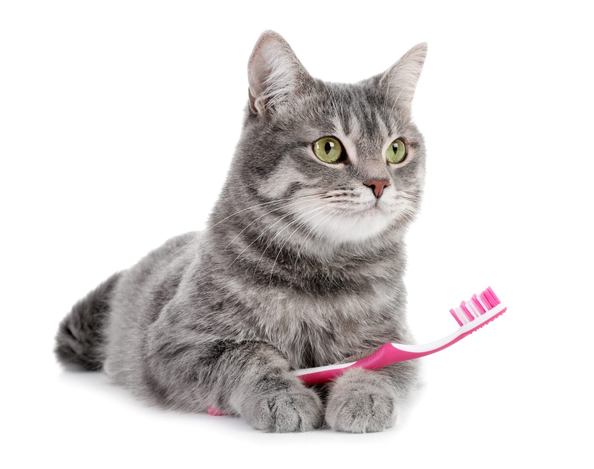 Cat Dental Care: What You Should Know About a Cat's Dental Health Cat Dental Care: What You Should Know About a Cat's Dental Health