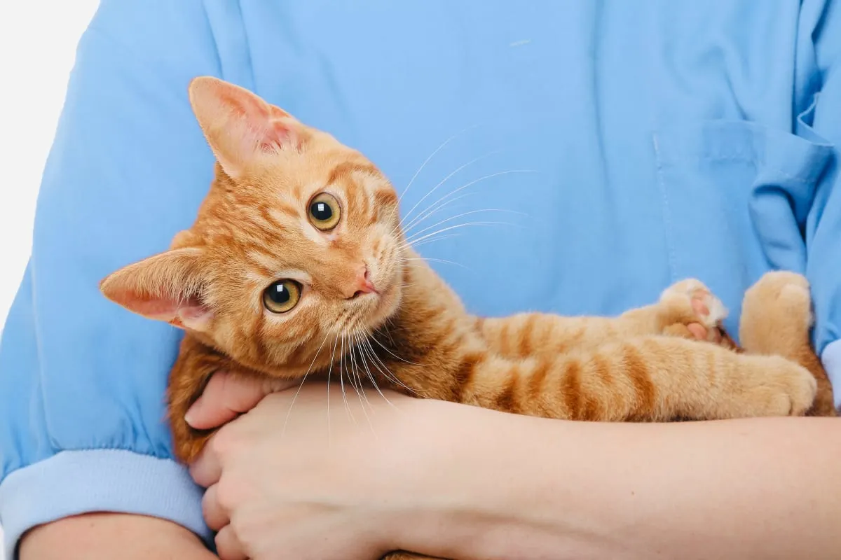What Are Some Common Cat Illnesses & Symptoms? What Are Some Common Cat Illnesses & Symptoms?