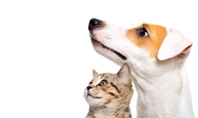 How Can I Help A Cat Or Dog That Is Choking? How Can I Help A Cat Or Dog That Is Choking?