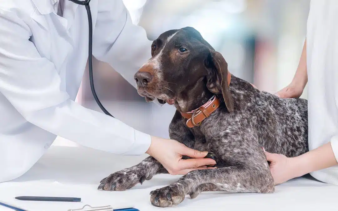 Veterinary team in white coats performing a physical examination on a German Shorthaired Pointer using a stethoscope. Veterinary team in white coats performing a physical examination on a German Shorthaired Pointer using a stethoscope.