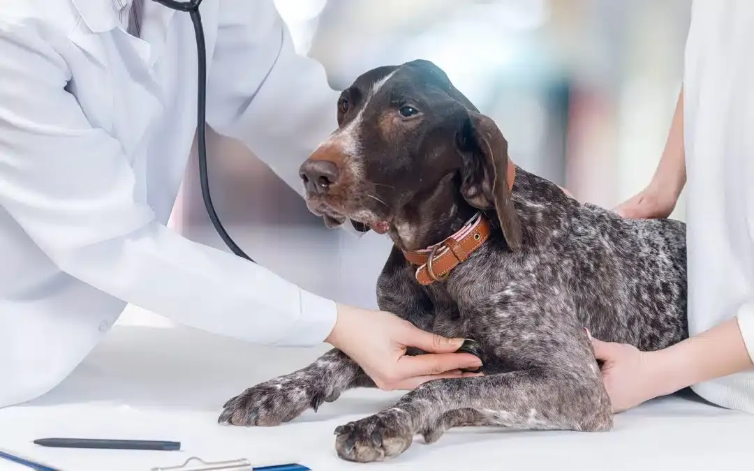 Veterinary team in white coats performing a physical examination on a German Shorthaired Pointer using a stethoscope.