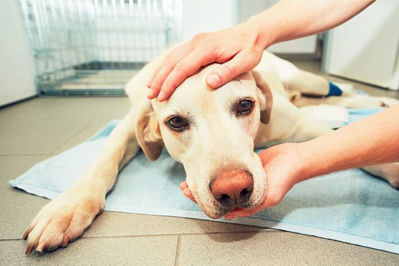 Chronic Pain in Dogs