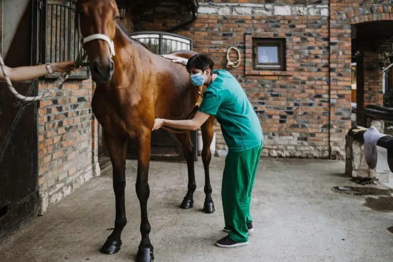 Veterinary professional in green scrubs and a face mask performing a clinical exam on a bay horse outside a brick stable. Veterinary professional in green scrubs and a face mask performing a clinical exam on a bay horse outside a brick stable.