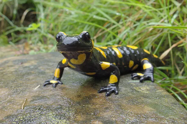 Fire salamander resting on a wet stone in a grassy, damp environment.