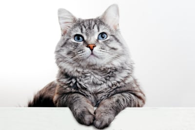 Senior Cat Care: How old is a Senior Cat? Senior Cat Care: How old is a Senior Cat?