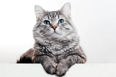 Senior Cat Care: How old is a Senior Cat?