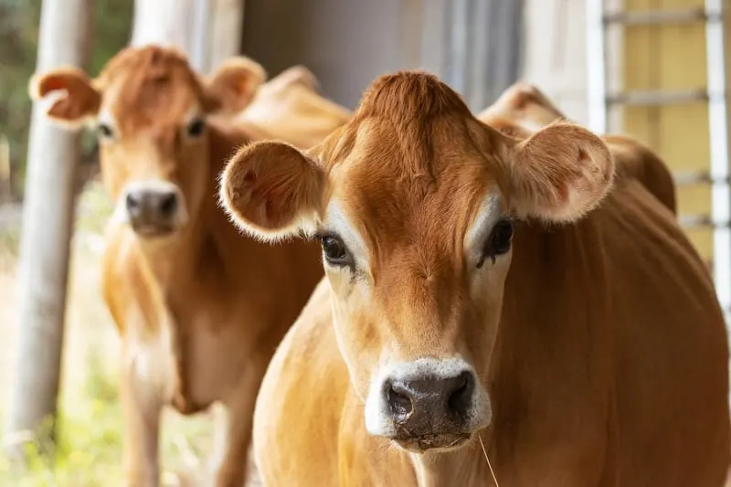 Tips for Selecting a Livestock Veterinarian Tips for Selecting a Livestock Veterinarian