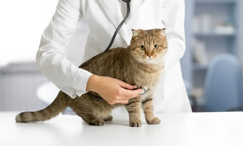 How often do you take a cat to the vet?