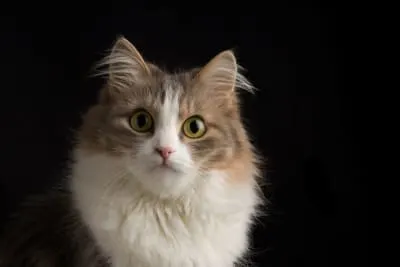 Ear Mites in Cats: Causes & Prevention