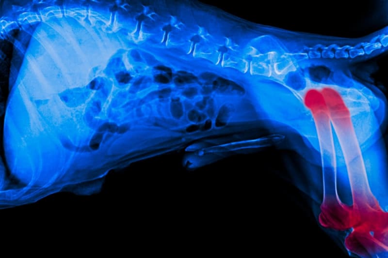 Joint Pain in Dogs