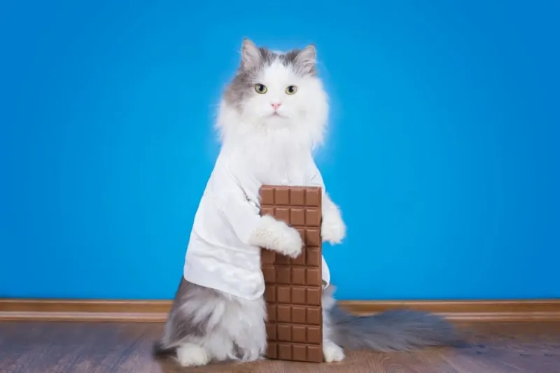 Can cats eat chocolate or is it dangerous?