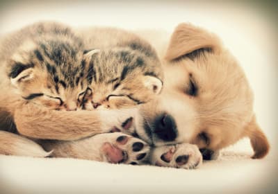 Raising a Puppy and Kitten Together - Tips & Advice