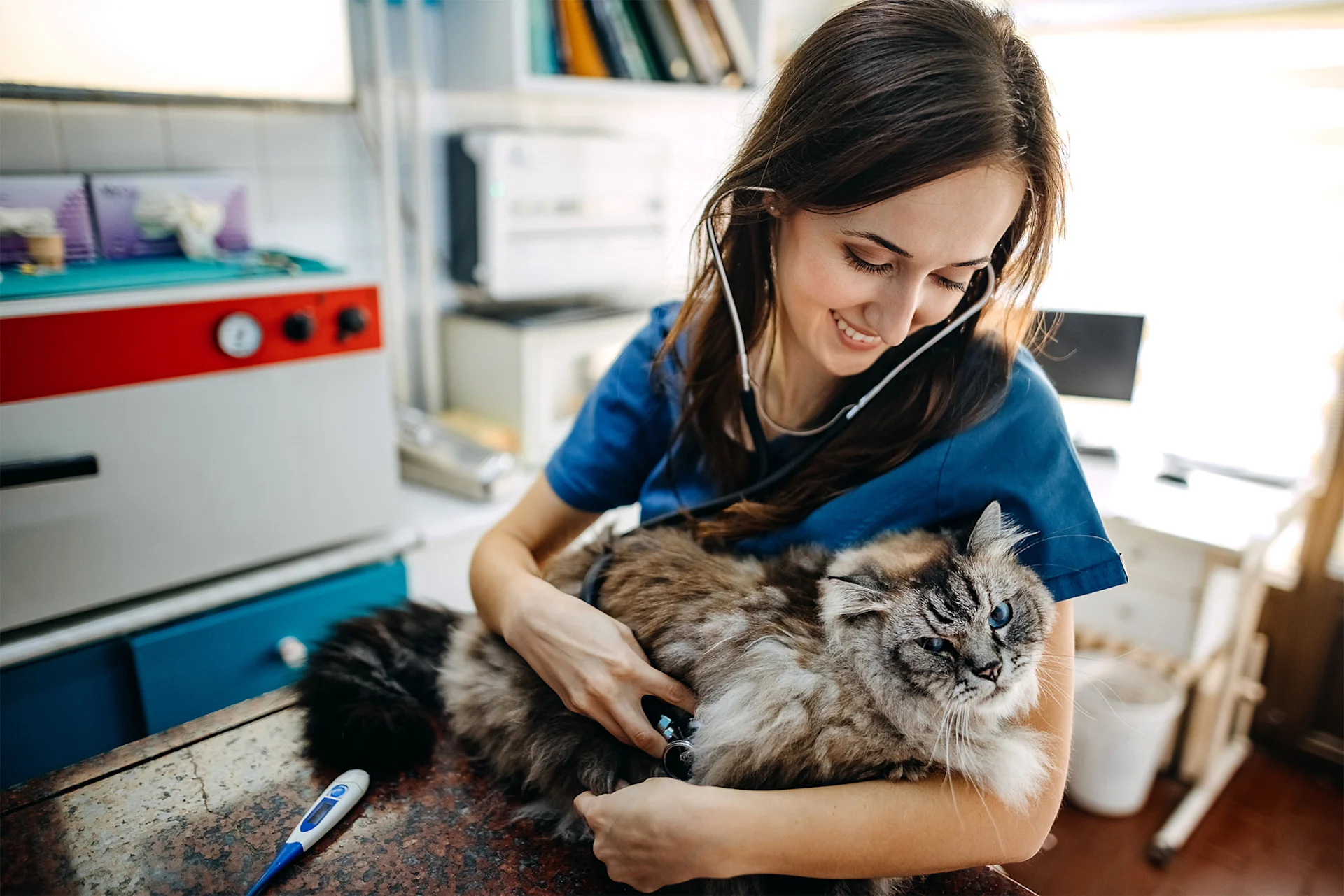 Female veterinarian holding cat and caring for it.