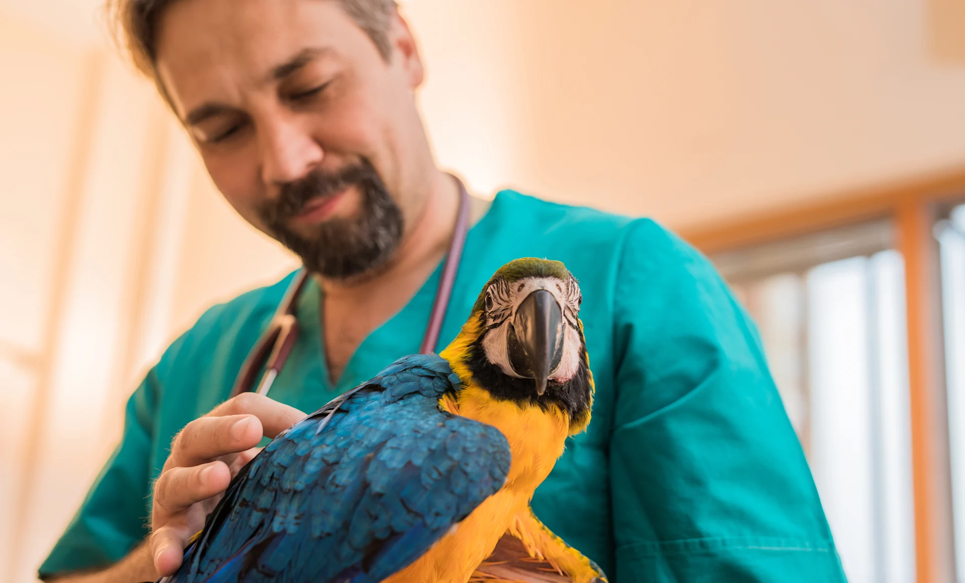 Experienced veterinarian examining young Ara parrots health.