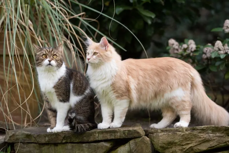 How often do you take a cat to the vet?