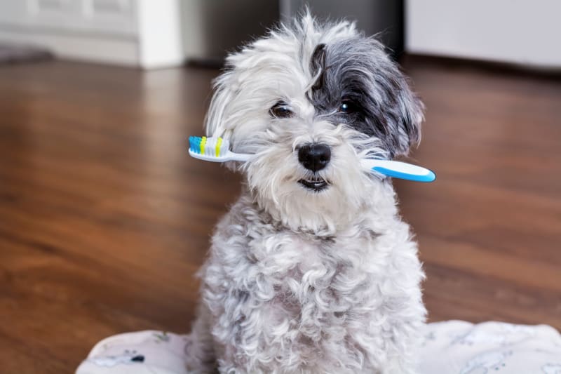 Dental Care for Dogs: Home Tips and Advice Dental Care for Dogs: Home Tips and Advice