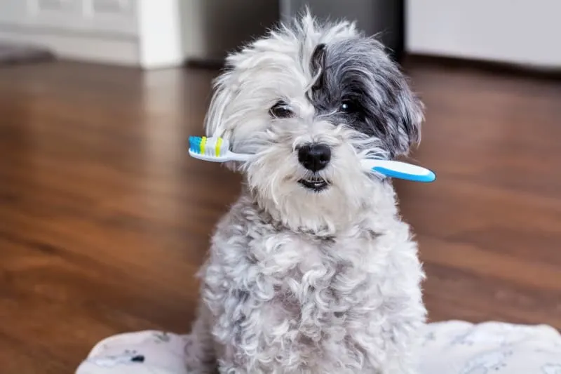 Dental Care for Dogs: Home Tips and Advice