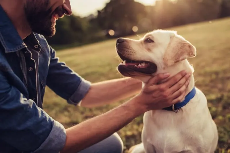 A man in a denim jacket kneeling in a grassy field, smiling as he gently holds the face of a yellow Labrador Retriever wearing a blue collar.