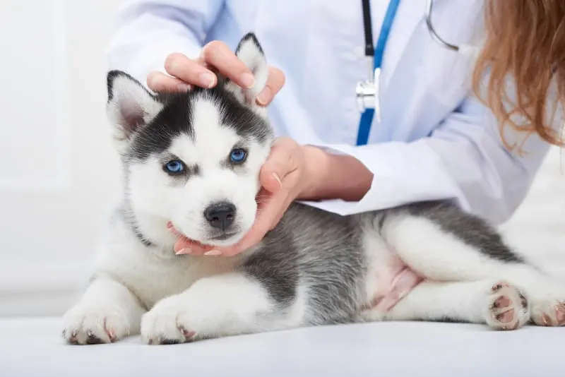 Everything You Need to Know About Dog & Puppy Vaccinations