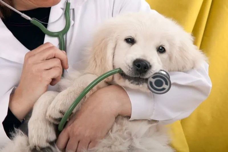Golden Retriever puppy playfully holding a stethoscope in its mouth while being held by a veterinary professional in a white coat.