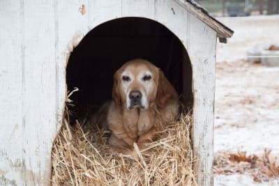 How Do I Choose A Cold-Weather Dog House?