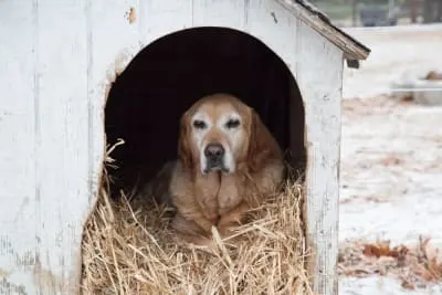 How Do I Choose A Cold-Weather Dog House?