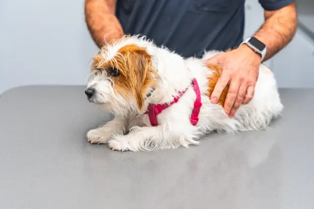 Petvet - Chiropractic services we offer image